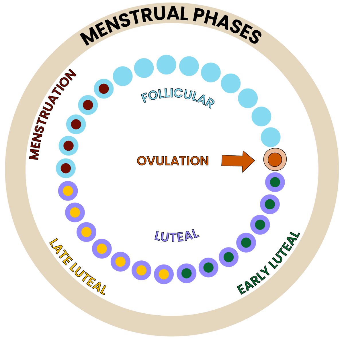 Menstrual Cycle Phases 3