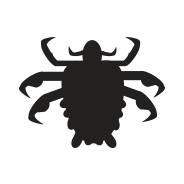 Pubic lice line drawing