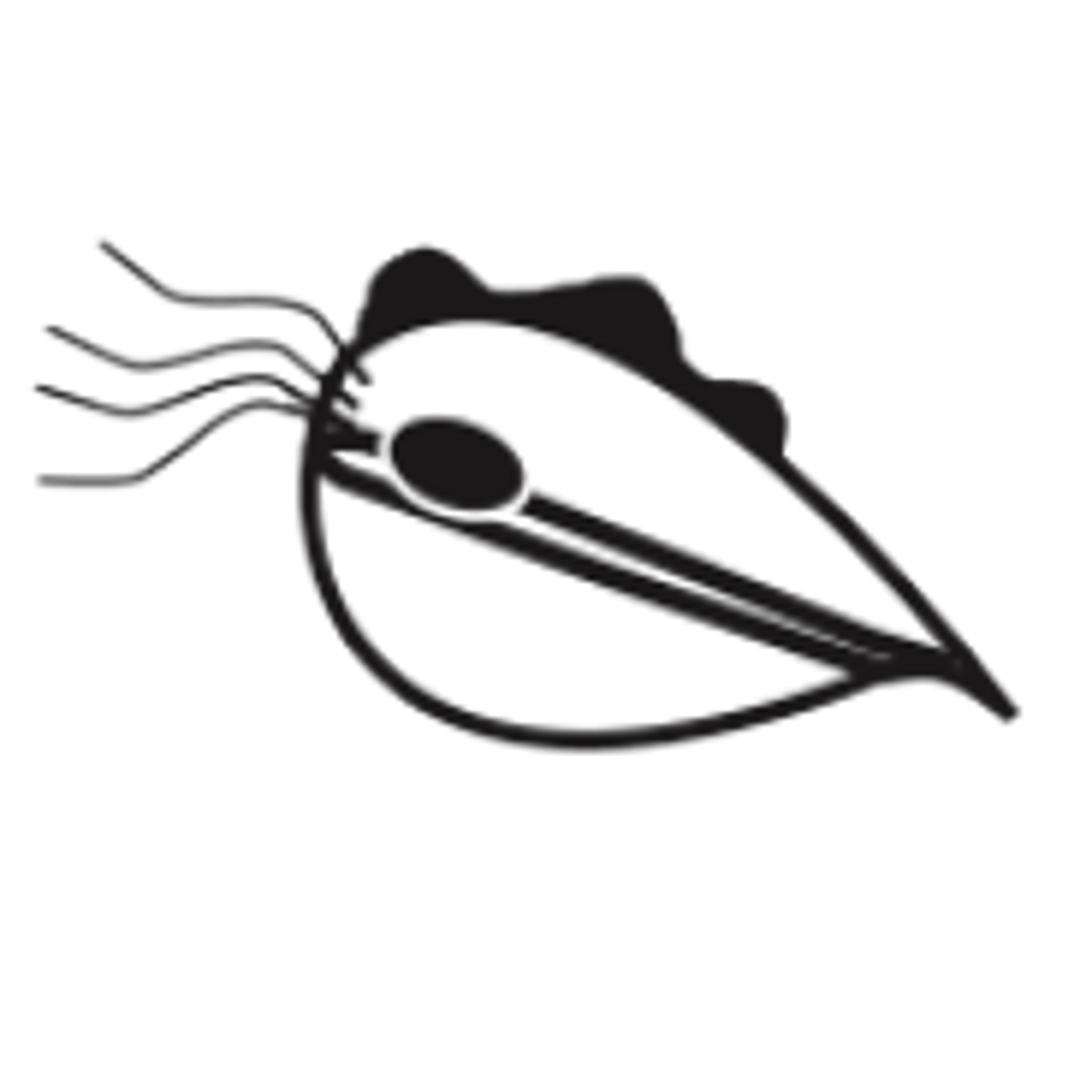 Trichomoniasis line drawing